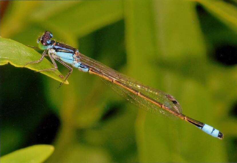 COLOURFUL: Pictured is a male ringtail damselfly. The female of the species is somewhat browner, and with a paler blue.