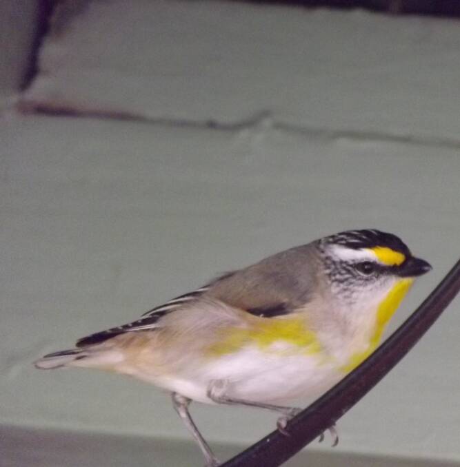 LITTLE BIRD: The striated pardalote will use properly designed nestboxes.
