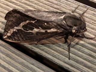 SHORT LIFE: Swift moths emerge at night when autumn rains arrive.