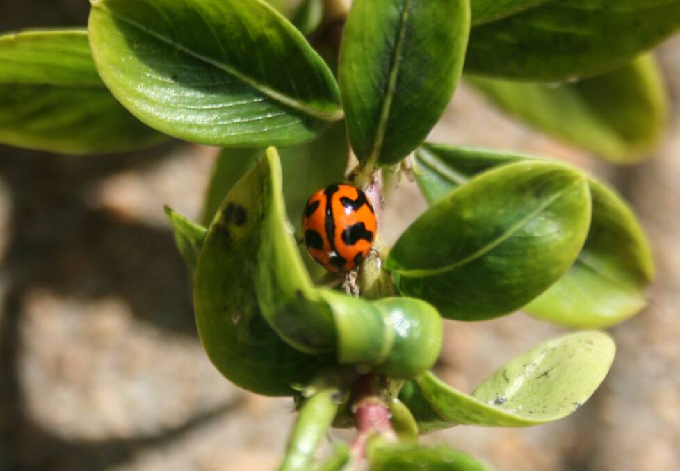 PEST CONTROL: The common spotted ladybird has 23 spots. Photo: supplied