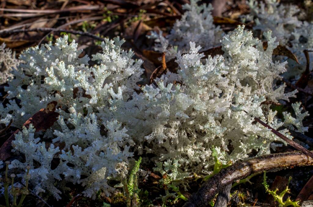CHANGEABLE: In summer, coral lichens can disintegrate if stood on. But when rain arrives, they become soft and spongy, able to return to shape.  