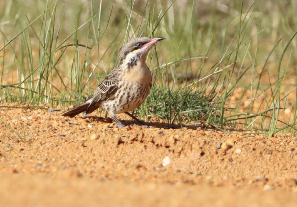 FASCINATING: A spiny cheeked honeyeater beside the Yarrowee River near Mt Mercer last month. Picture: INDRA BONE