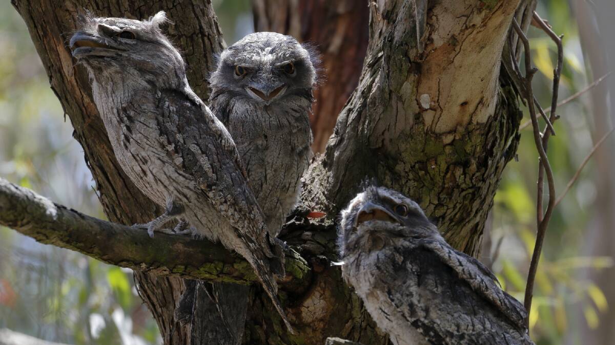 AMAZING: A family of tawny frogmouths in Ballarat's North Gardens Wetlands last summer. It is hoped they will soon return. Picture: Ed Dunens