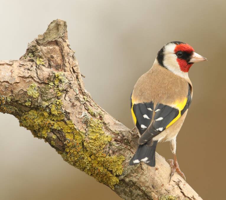 ABOUT: The European goldfinch usually builds its nest in introduced trees.