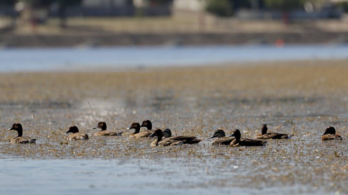 RESPITE: Hardheads and black ducks on a carpet of lakeweed at Lake Wendouree. A range of birds use the mats for a variety of purposes.