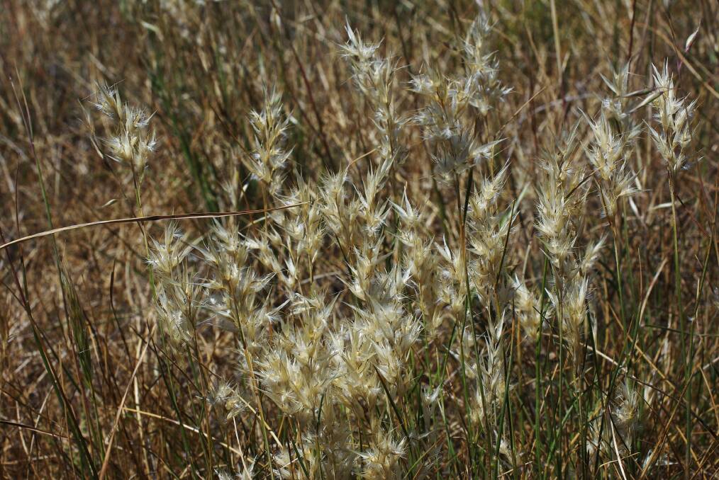 CHARACTERISTICS: Wallaby grasses often have fluffy heads. Many species are below knee-height. Picture: Supplied