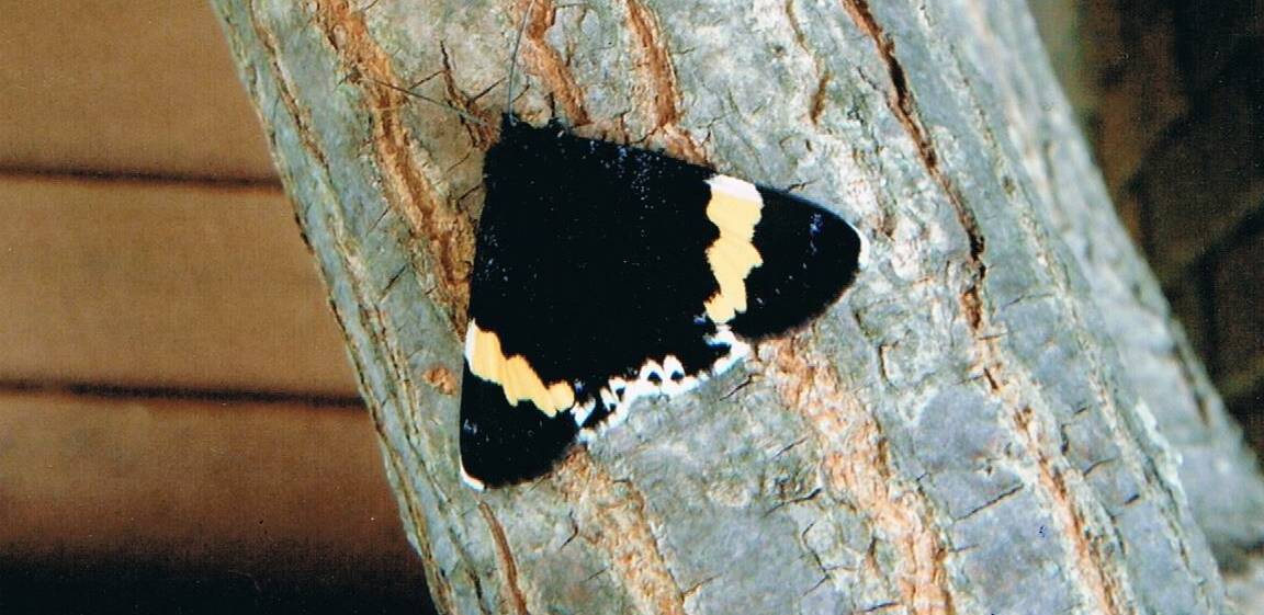 LOCATED: Grapevine moths also feed on native willow herbs and fuchsias. 