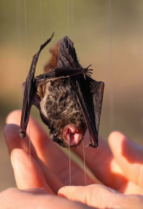 PROTESTER: A small chocolate wattled bat. Picture: Shutterstock.com