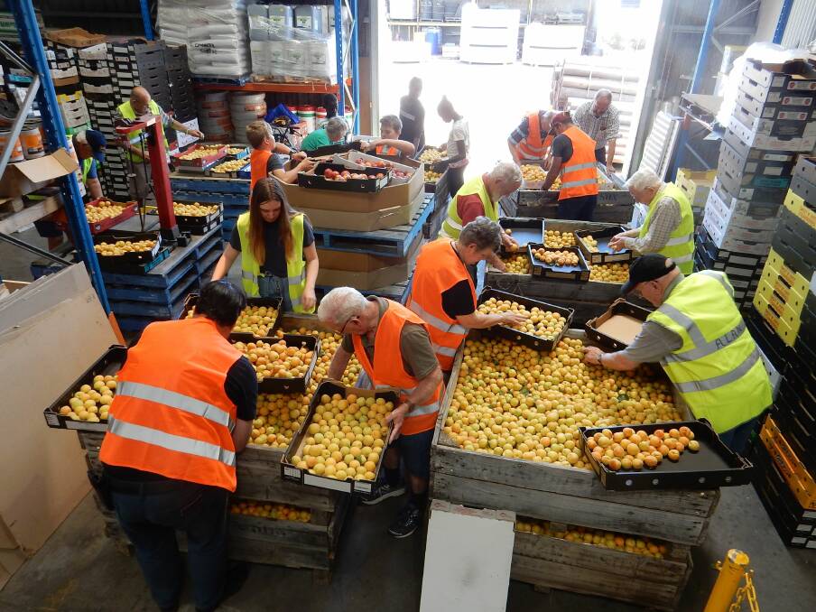 AT WORK: Freemasons, family members and helpers packing the fruit ready for sale.