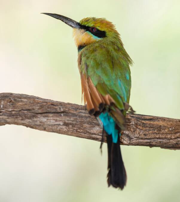 DEPARTED: Rainbow bee-eaters head north for the colder months.