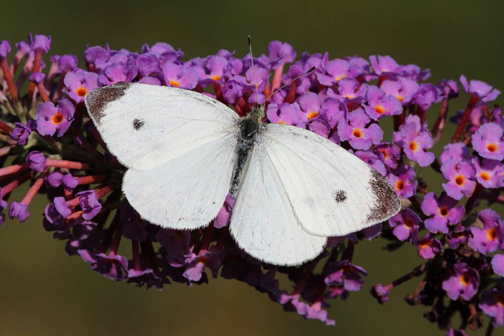 WHITE: This insect is sometimes known as the cabbage butterfly, cabbage moth and cabbage white butterfly.