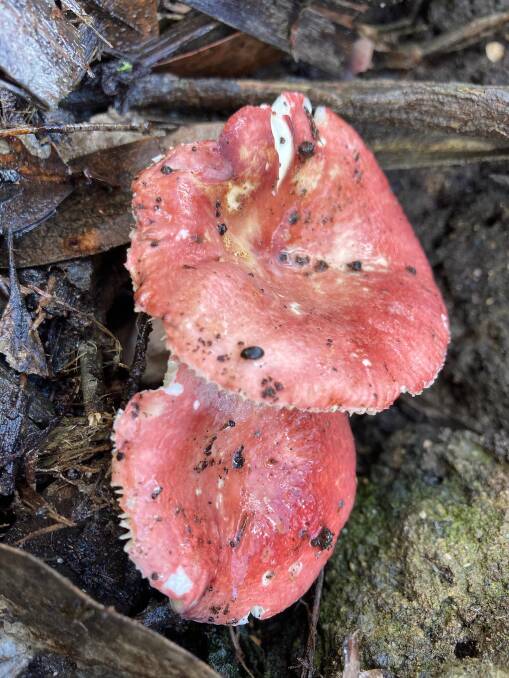 BRIGHT: These red toadstools are widespread in local bushland in May and June. 