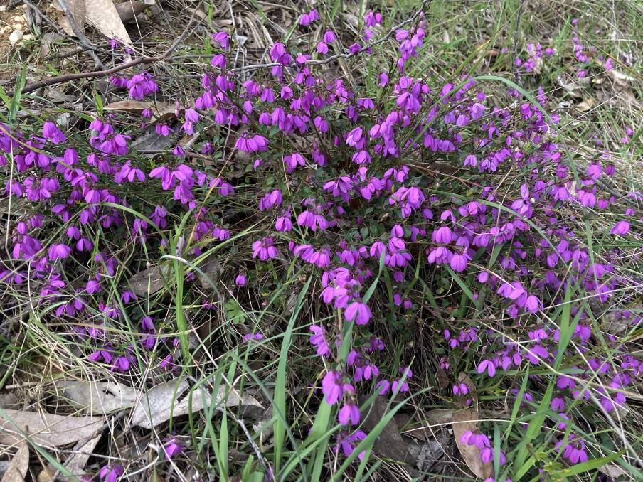 SPLENDID: Pink bells is a multi-stemmed shrub that can be found in most local forests. These were spotted at Broomfield. Picture: Supplied