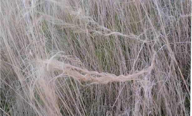 TANGLED WEB: The twisted leaves indicate a native spear grass species.