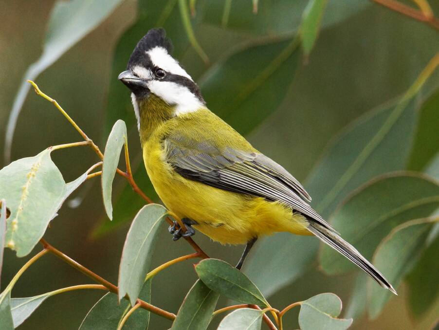 STRIKING: A handsome crested shrike tit spotted near Ballarat. the female birds have an olive throat. Picture: PHILLIP LEMARSHALL