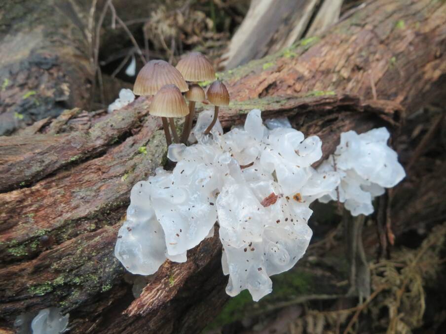 STRIKING: White jelly fungus and other small fungi on a log on the edge of Ballarat. Picture: WILLIAM BELCHER
