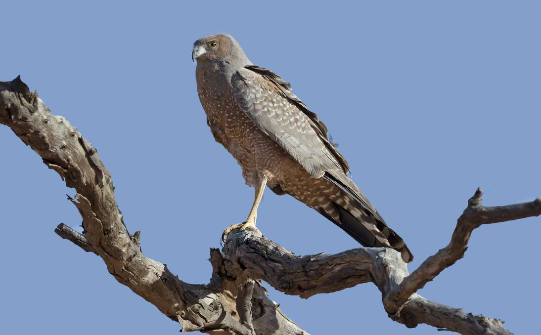 RAPTOR: A spotted harrier was among the birds observed during a recent Ballarat area bird count. 