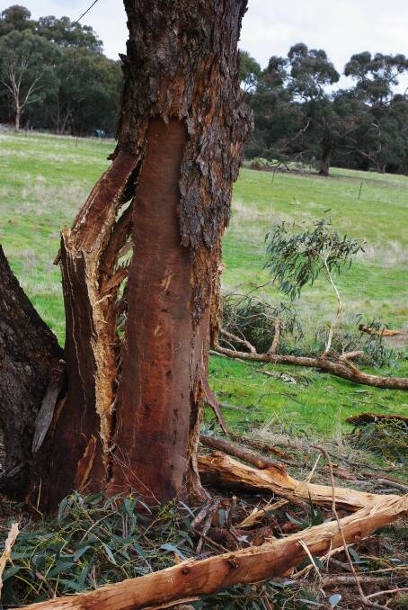 IMPACT: Shards of a Mt Beckworth tree that was struck by lightning recently were found up to 74 metres away. Branches of the long-leaved box didn't just fall where they were struck, but were blasted away by the force. 
