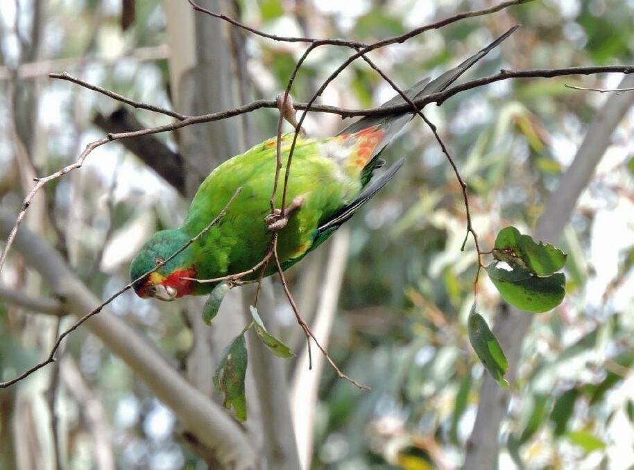 MAGNIFICENT: A Tasmanian swift parrot that was spotted feeding among gumleaves at Talbot recently. Picture: Barbara Williams