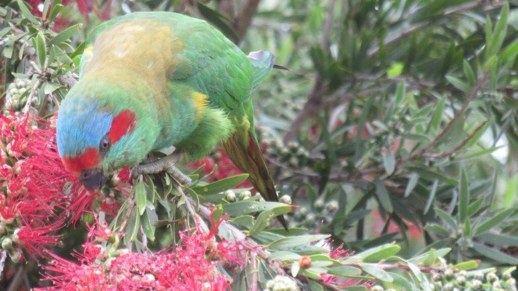 KEEN: The musk lorikeet does feed from other flowering native plants.