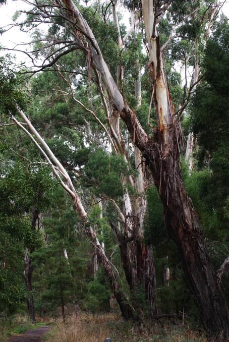 SPOTTED: Tall manna gums have been identified along the Yarrowee River at Brown Hill. The tree in the foreground has the distinctive hanging ribbons of bark.
