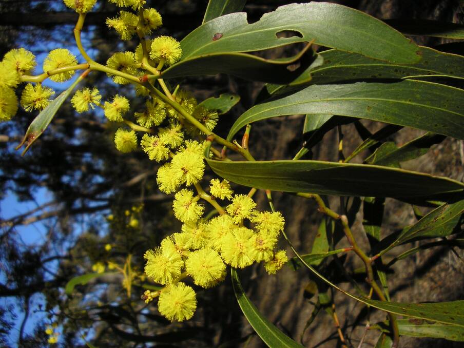 SPECTACLE: The golden wattle, like this one at Clunes, is among the brightest of all our local wattles. Picture: SUPPLIED