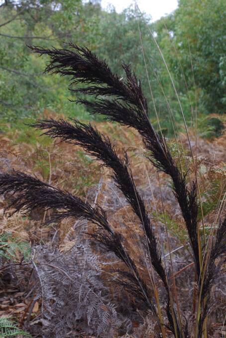 DRY FEET: The thatch saw-sedge prefers drier soils rather than the boggy, wetter environments favoured by other sedges. It is sought-after for its decorative appeal but is hard to grow from seed.