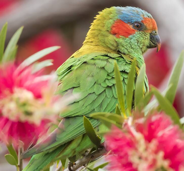 SPOTTED: Pollen is rarely seen on lorikeets, as they keep more to gumleaves.