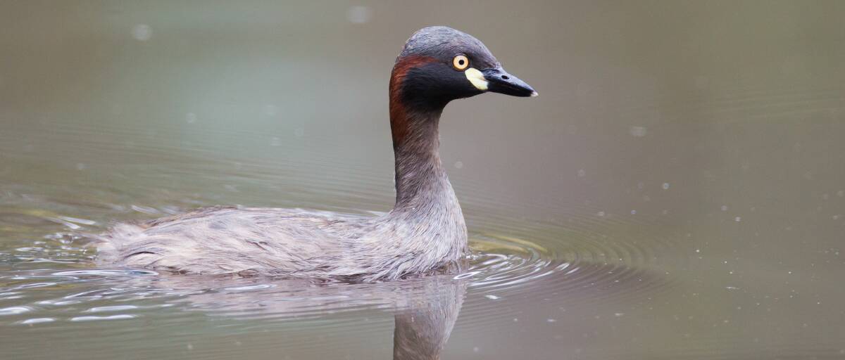 SHIFT: Grebes likely remain year-round in milder parts of western Victoria.