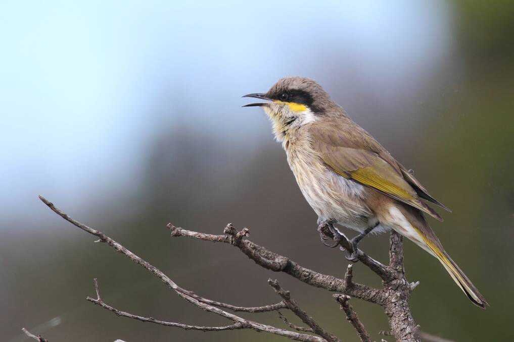 VISITOR: The singing honeyeater is a rare occurrence in the area, and could not really be described as a songbird. 