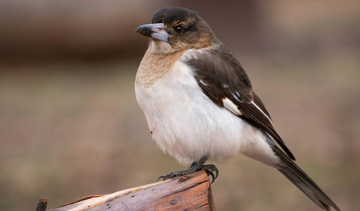 UNUSUAL: A family of pied butcherbirds (Cracticus nigrogularis) have been spotted near Clunes. Picture: Shutterstock