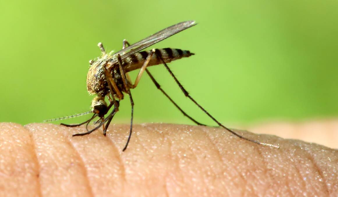 ROLE: Mosquitoes are valuable pollinators of many species of plants.