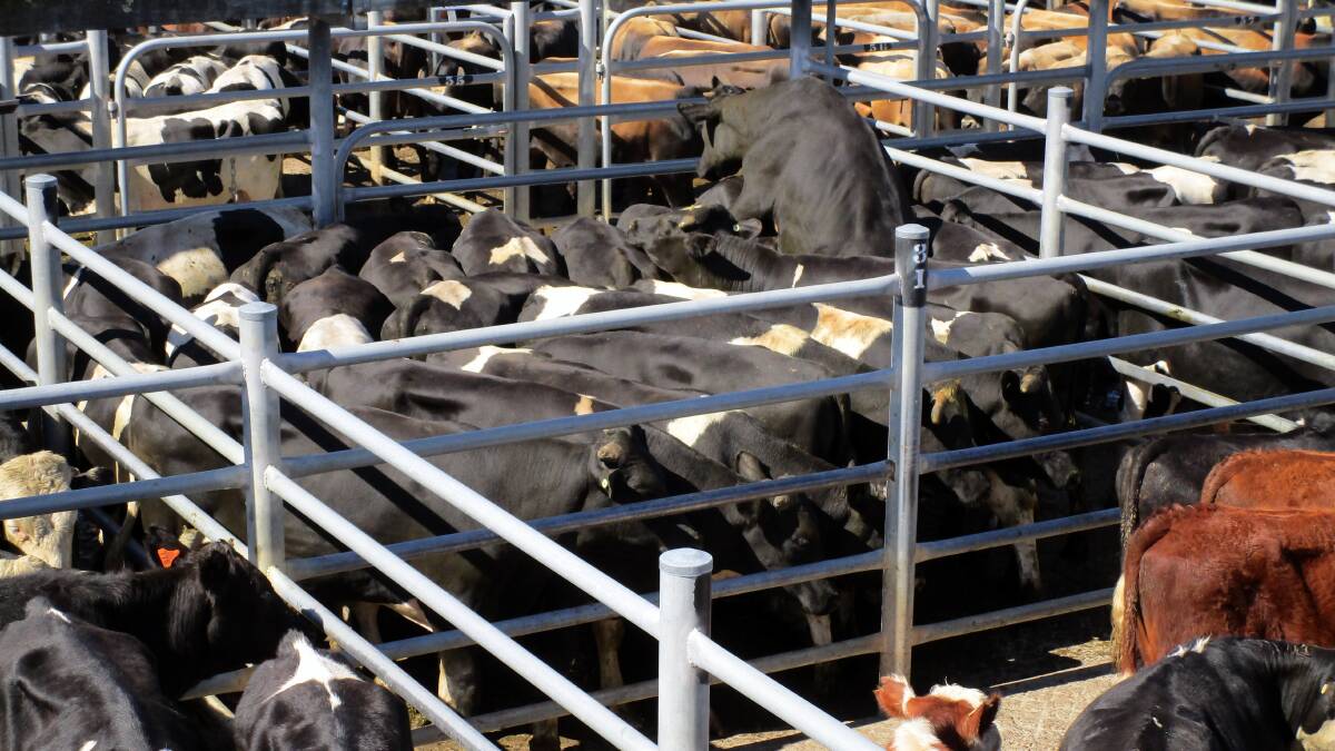 Ballarat livestock reports, July 23