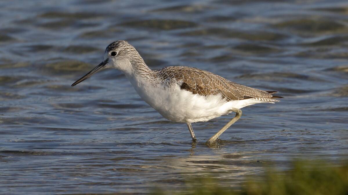 TRAVELLER: The greenshank is one of several migratory birds that has returned to the Ballarat district recently. Picture: Ed Dunens