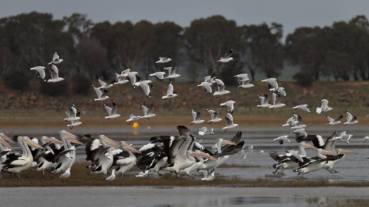 VISItORS: A long way from the sea, silver gulls (seagulls) with pelicans at Lake Burrumbeet. Picture: Ed Dunens