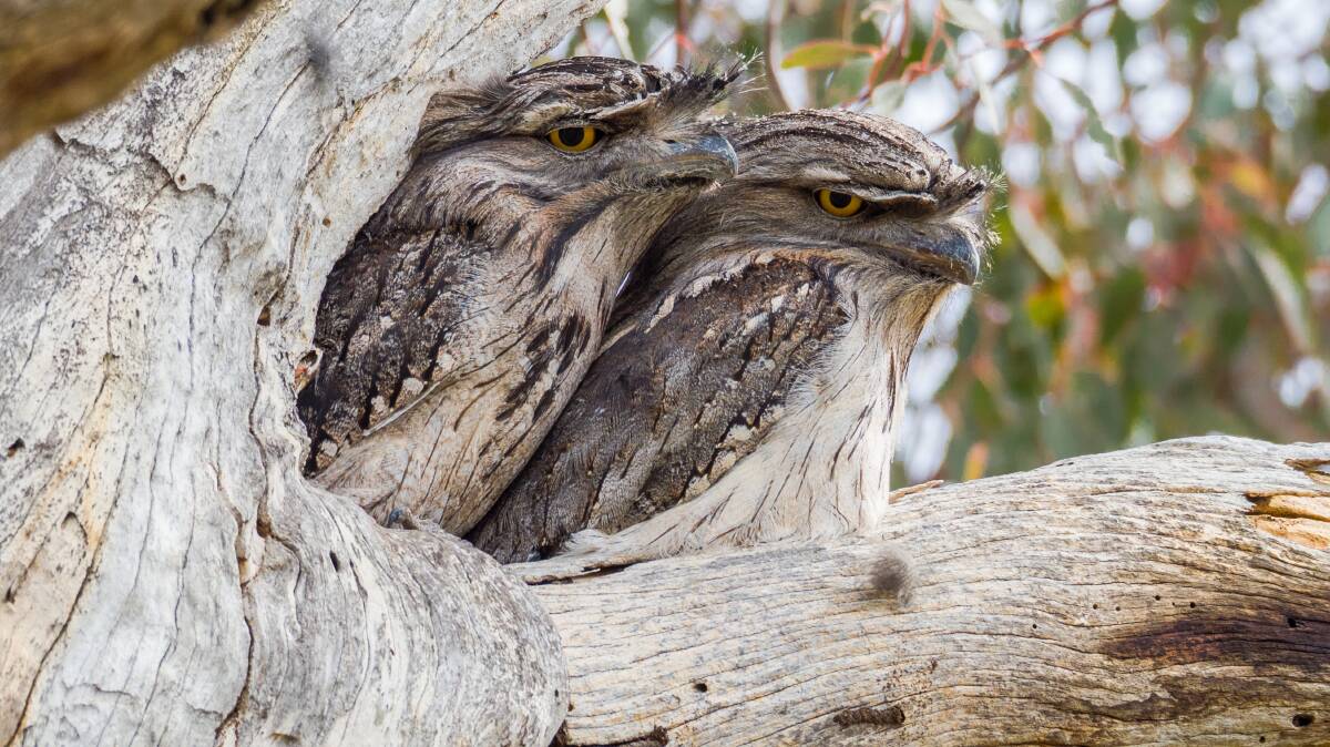SURVIVORS: Tawny frogmouths tend to make their nests in the forks of trees, rather than in-demand hollows and cavities.