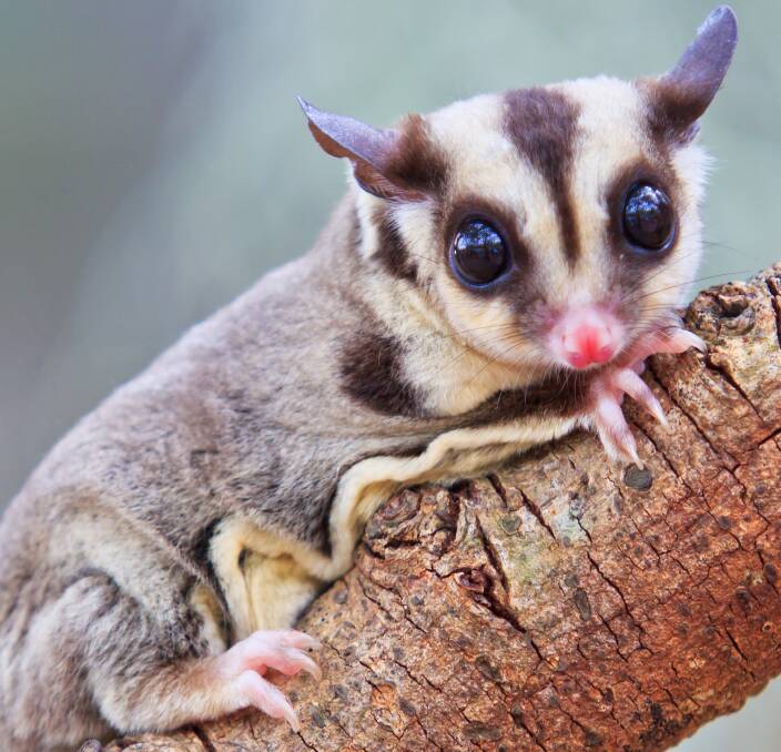OUT OF SIGHT: Sugar gliders are widespread here, but rarely seen. 