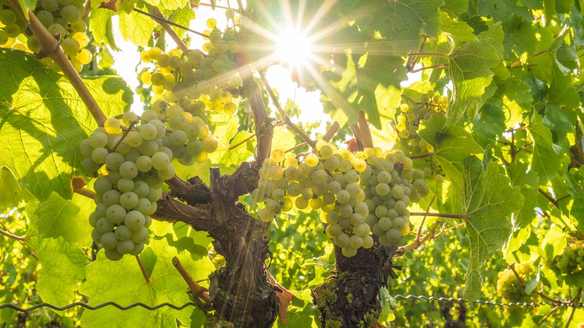 The grapes don't lie - our climate is changing