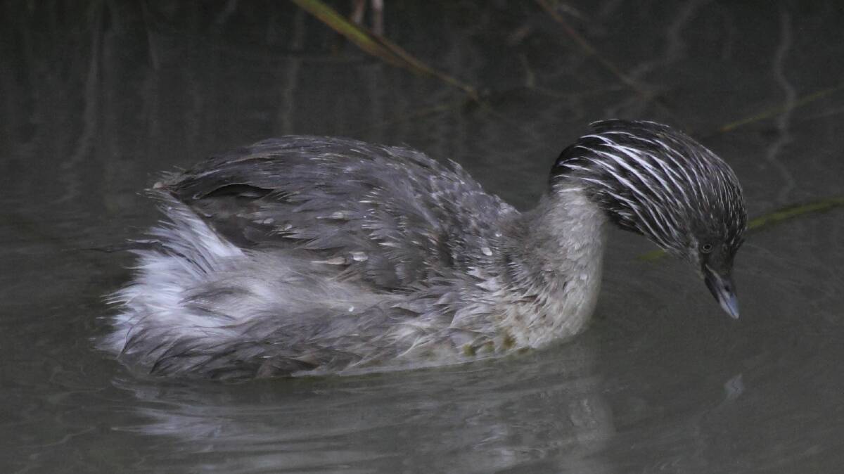 SPOTTED: The hoary-headed grebe is a regular at Paul's Wetland in Wendouree, as was the case during a weekend expedition. Picture: Ed Dunens 