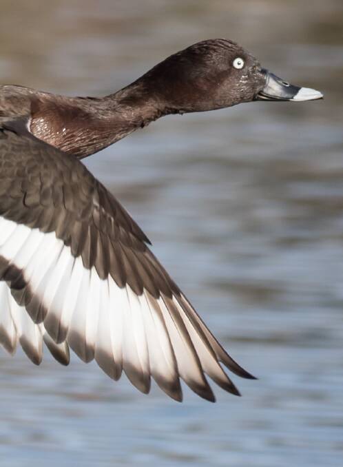 MONIKER: Hardhead is now the official name of the white-eyed duck. 