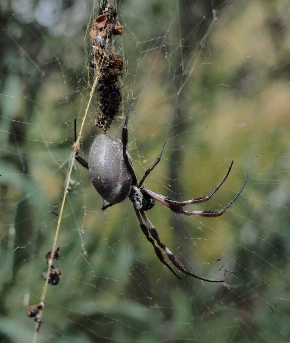 GOLDEN TRAP: The golden orb weaver gets its name from the gold-coloured web it weaves in autumn to trap prey. This harmless beauty creates intricate structures then mates and dies when winter sets in.