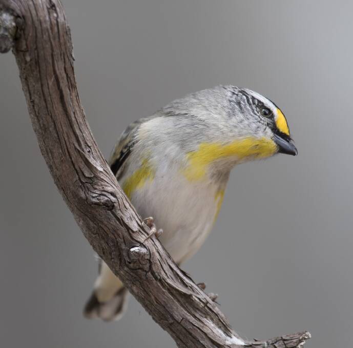 COMMON: Pardalotes may like the slightly lower, and milder, forests here. 
