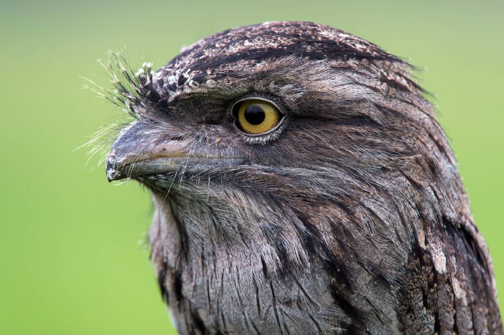 UNEXPECTED: A tawny frogmouth has been taking aim at some Smythes Creek residents, unusual behaviour for the silent flying bird. 