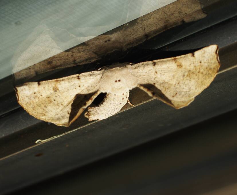 WELL HIDDEN: The twisted moth is not often spotted around Ballarat, but it's probably not rare. Picture: Roger Thomas