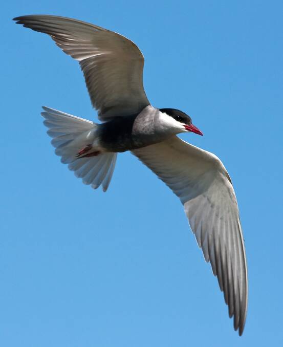 AIR UP THERE: Whiskered terns are quite graceful and agile when in the air.