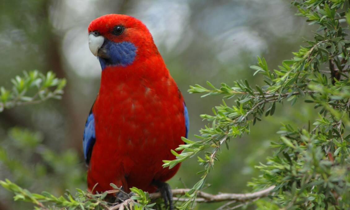 NEST: Crimson rosellas, eastern rosellas, lorikeets, boobook owls and kookaburras are among species looking for hollows at this time of year. 