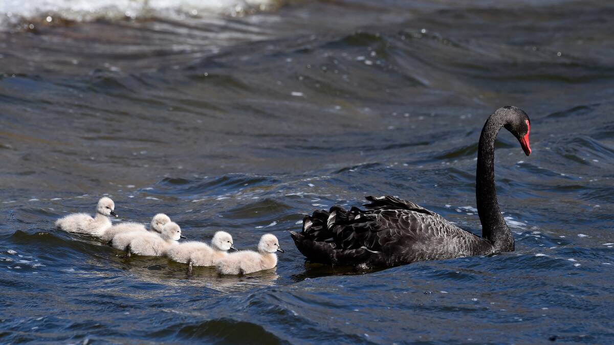 BROOD: Newly hatched cygnets brave the windy waves on Lake Wendouree. Picture: Adam Trafford