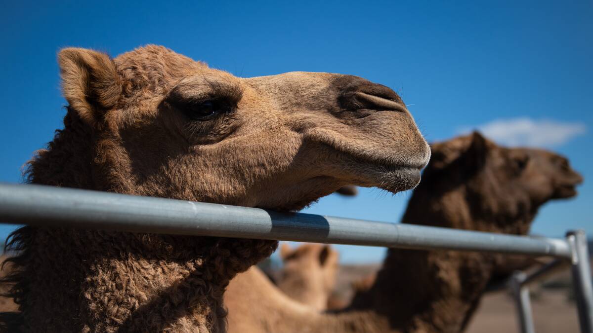 Frustration as Mount Lonarch camel sanctuary therapy plans stall