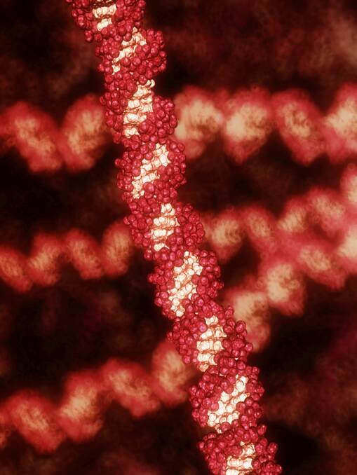 DNA: A strand of DNA. Picture: Walter and Eliza Hall Institute of Medical Research