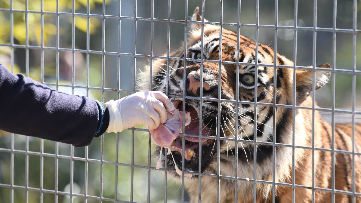Ballarat tigers Satu and Maneki have fun to help their wild cousins